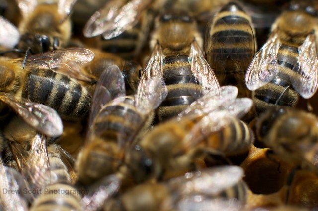 The world of bees: the colony is in constant communication