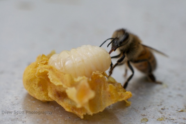 Bee tending to a larvae which had unfortunately had its cell accidentally broken during a inspection. Photo by Drew Scott. 