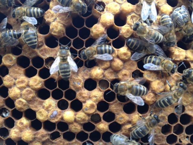 Chilled brood in our hive, April 2012