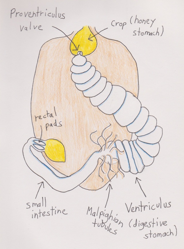 Bee digestive system - drawing by me, based on diagram from 'The Honey Bee Inside Out', by Celia F. Davis. 
