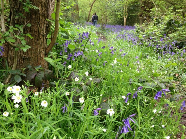 Greater stitchwort and bluebells, Perivale wood