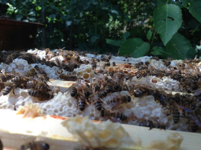 Bees on top of super