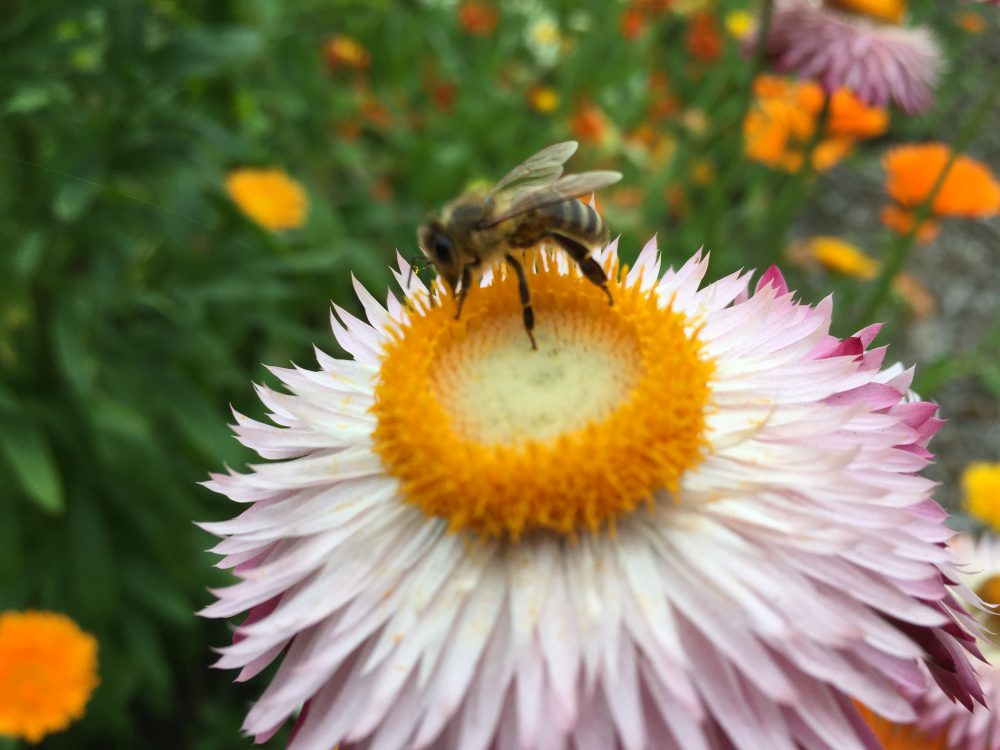 Honey bee on echinacea?