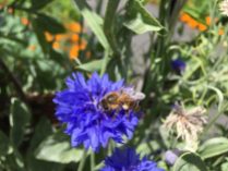 Honey bee on cornflower