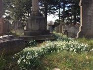 Snowdrops at the cemetery