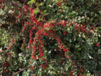 Cotoneaster berries