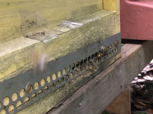 Bees enter hives with pollen