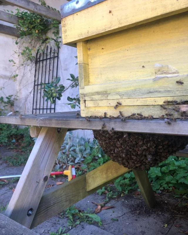 Bees under the hive