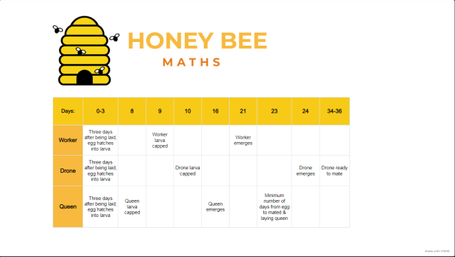 Honey bee maths infographic